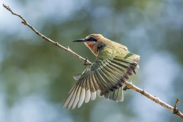 White-fronted Bee-eater in Kruger National park, South Africa — Stock Photo, Image