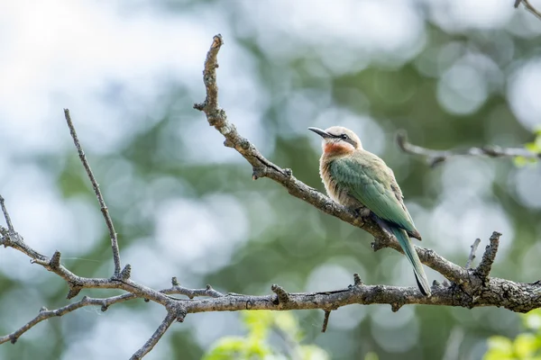 White-fronted Bee-eater in Kruger National park, South Africa — Stock Photo, Image