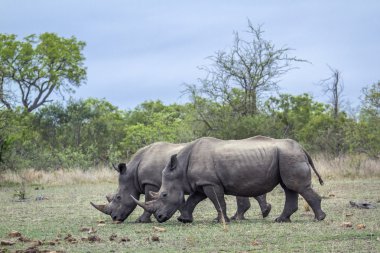 Güney beyaz gergedan Kruger National park, Güney Afrika