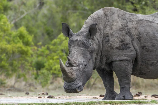 Zuidelijke witte neushoorn in Kruger National park, Zuid-Afrika — Stockfoto