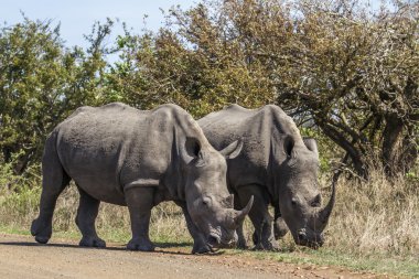 Güney beyaz gergedan Kruger National park, Güney Afrika