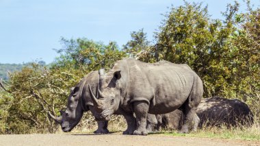 Güney beyaz gergedan Kruger National park, Güney Afrika