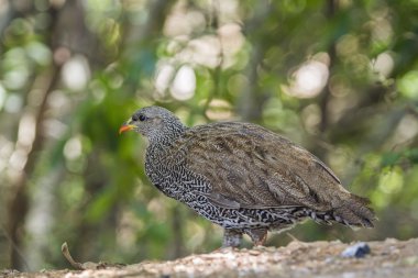 Doğum sonrası Turaç Kruger National park, Güney Afrika