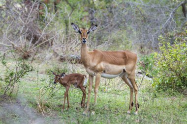 Impala Kruger National park, Güney Afrika