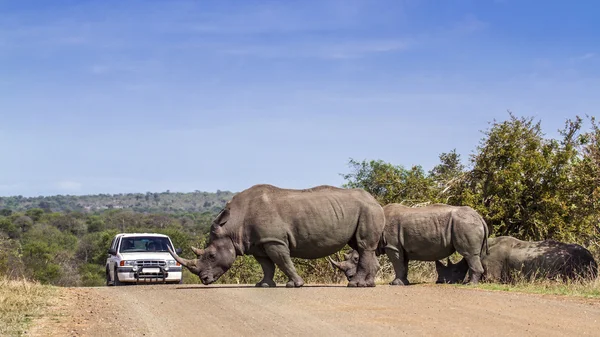 Rhinocéros blanc du Sud dans le parc national de Kruger, Afrique du Sud — Photo