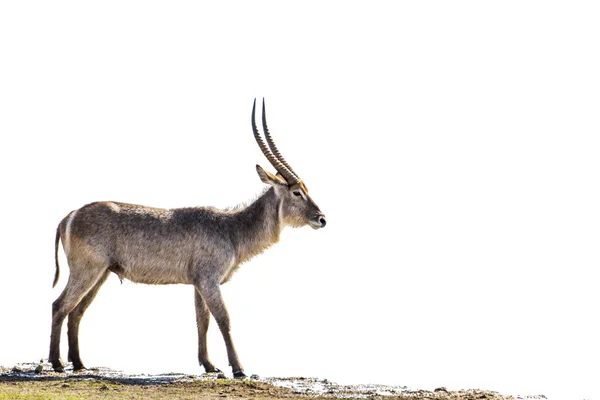 Waterbuck nel Kruger National Park, Sud Africa — Foto Stock