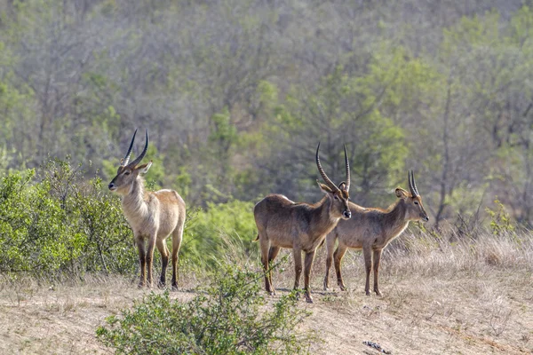 Waterbuck en el Parque Nacional Kruger, Sudáfrica —  Fotos de Stock