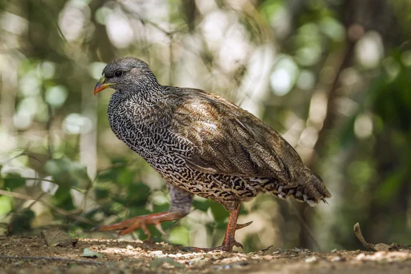 Γενέθλιο francolin στο εθνικό πάρκο Κρούγκερ, Νότια Αφρική — Φωτογραφία Αρχείου