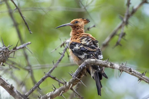 African hoopoe in Kruger National park, South Africa — Stock Photo, Image