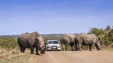 Hayvanlar safari Kruger National park, Güney Afrika