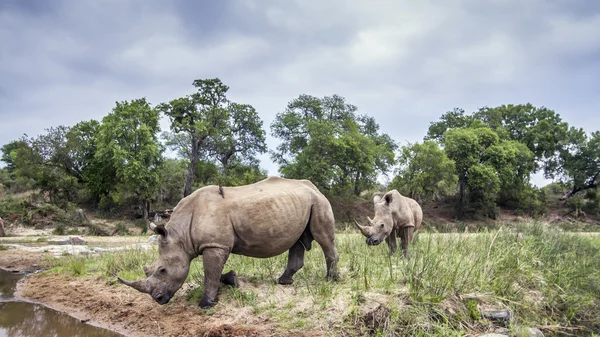 Südliches Breitmaulnashorn im Kruger Nationalpark, Südafrika — Stockfoto