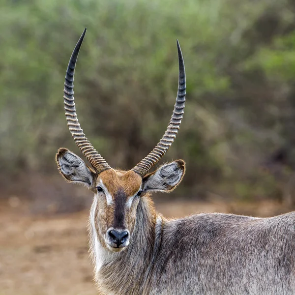 Kob śniady w kruger national park, Afryka Południowa — Zdjęcie stockowe