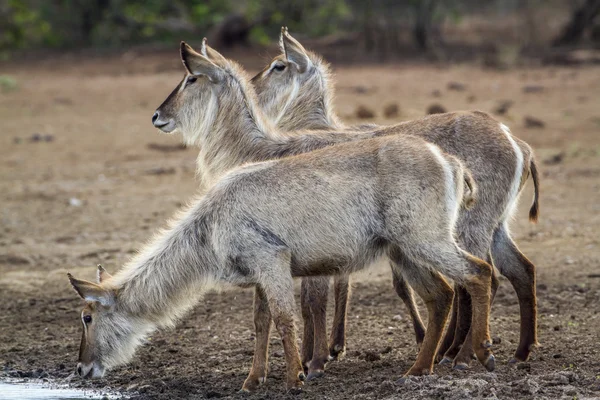 Kob śniady w kruger national park, Afryka Południowa — Zdjęcie stockowe