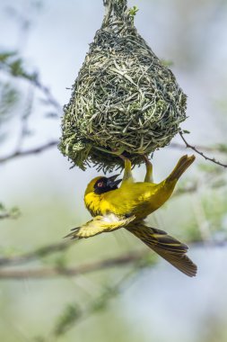 Güney maskeli-Weaver Kruger National park, Güney Afrika