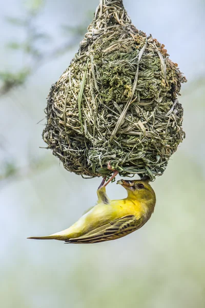 Southern Masked-Weaver in Kruger National park, South Africa — Stock Photo, Image