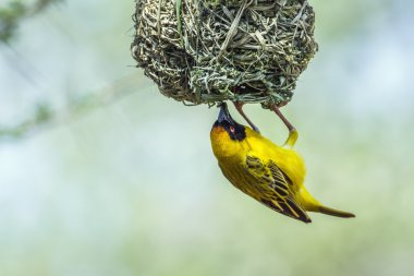 Güney maskeli-Weaver Kruger National park, Güney Afrika