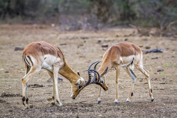 Impala Kruger National park, Güney Afrika — Stok fotoğraf