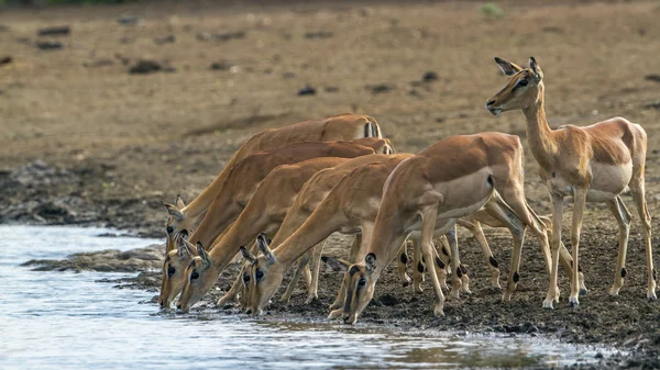 Impala w Kruger National park, Afryka Południowa — Zdjęcie stockowe
