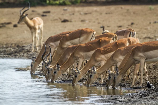 Impala Kruger Nemzeti park, Dél-afrikai Köztársaság — Stock Fotó