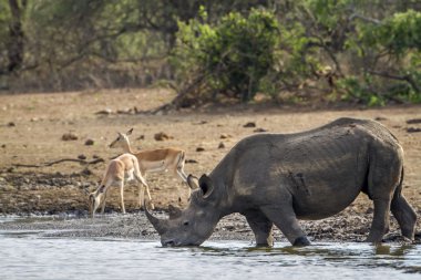Kara gergedan Kruger National park, Güney Afrika