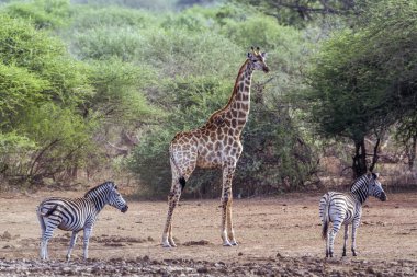 Plains zebra and giraffe in Kruger National park, South Africa clipart