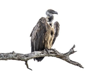 Cape vulture in Kruger National park, South Africa clipart