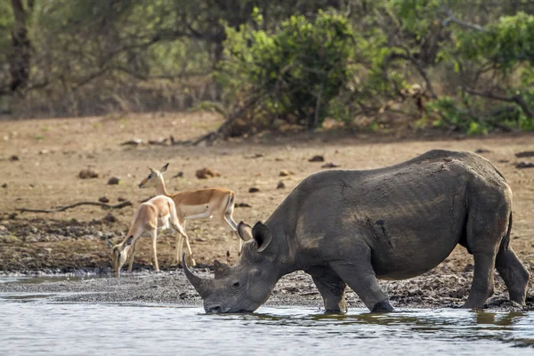 Svarta noshörningar i Kruger National park, Sydafrika — Stockfoto