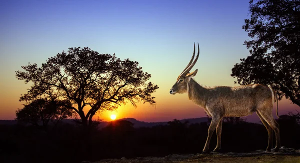 羚羊在日落景观在克鲁格国家公园 — 图库照片