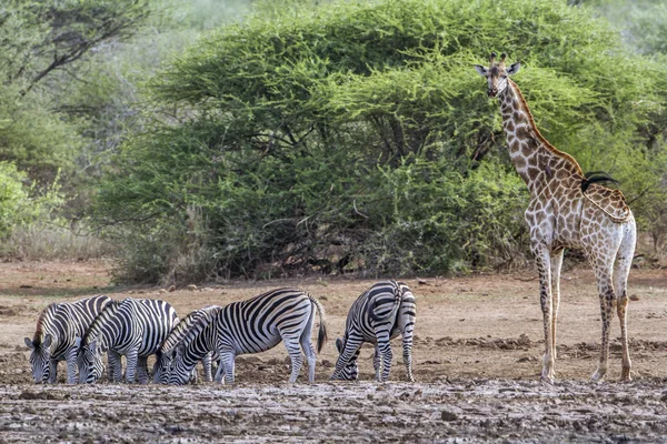 Zebra delle pianure e giraffa nel parco nazionale di Kruger, Sud Africa — Foto Stock
