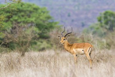 Impala Kruger National park, Güney Afrika