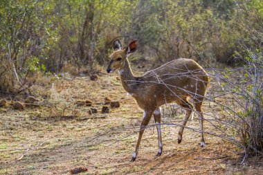 Ceylanlar, kruger national park, Güney Afrika