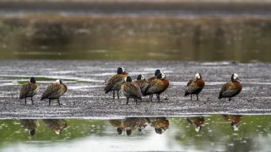 AK Whistling-ördek Kruger National park, Güney Afrika
