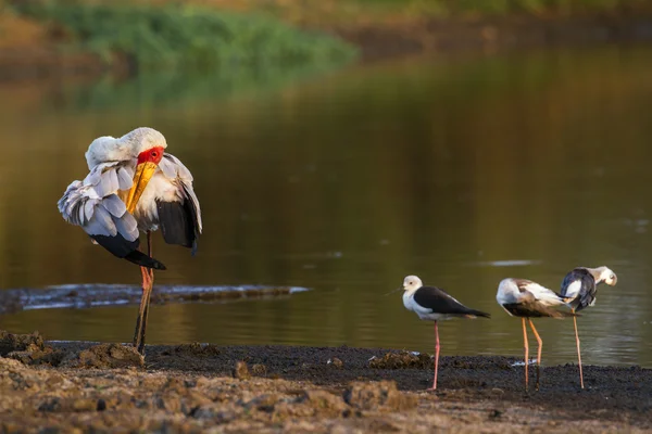 Yellow-Billed stork in Kruger National park, South Africa — Stock Photo, Image