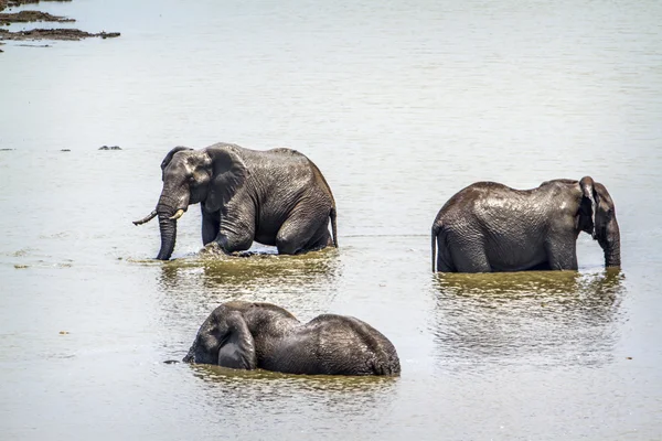 Αφρικανική ζούγκλα ελέφαντα σε εθνικό πάρκο Κρούγκερ, Νότια Αφρική — Φωτογραφία Αρχείου