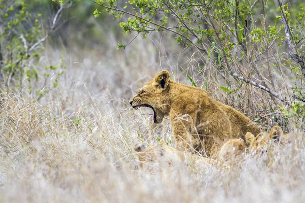 Lion in kruger national park, Zuid-Afrika — Stockfoto