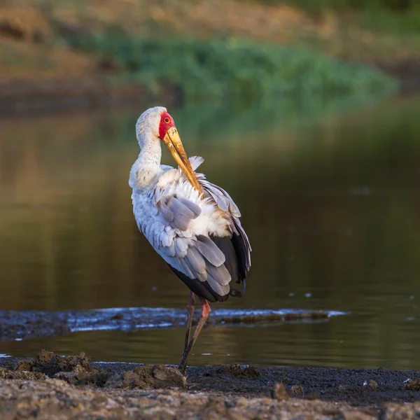 Gelbschnabelstorch im Kruger Nationalpark, Südafrika — Stockfoto