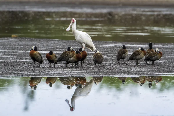 White-faced Whistling-Duck and african spoonbill in Kruger Natio — Stock Photo, Image