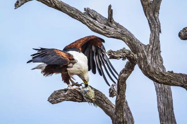 African fish eagle in Kruger National park, South Africa — Stock Photo, Image