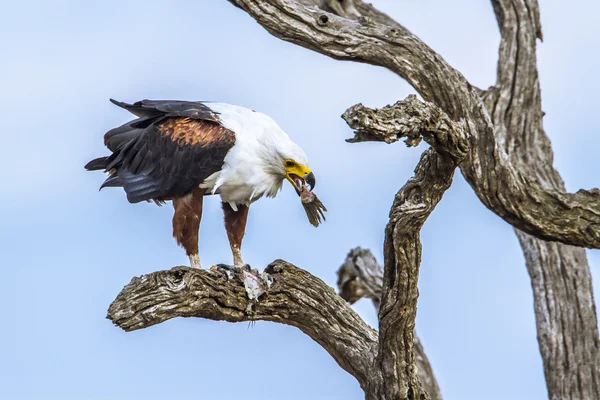 African fish eagle in Kruger National park, South Africa — Stock Photo, Image