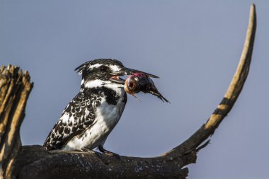 Alaca yalıçapkını Kruger National park, Güney Afrika