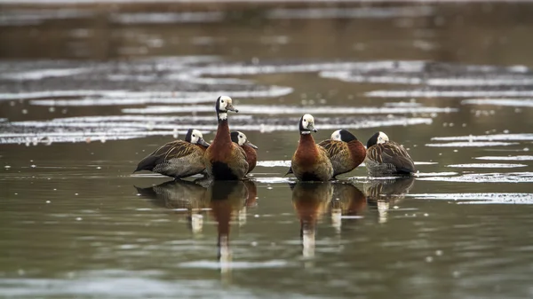 White-faced Whistling-Duck in Kruger National park, South Africa — Stock Photo, Image