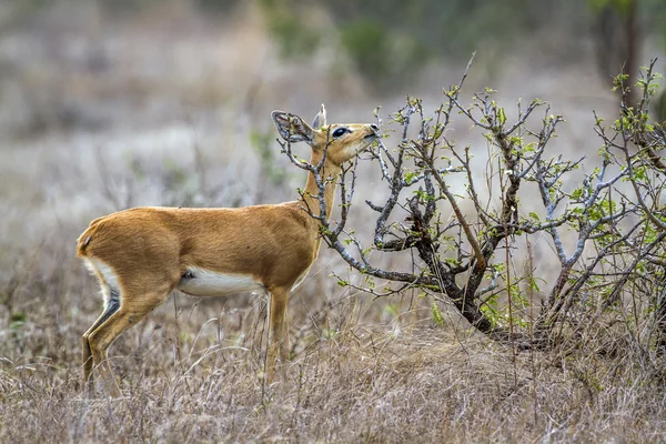 Steenbok Kruger National park, Güney Afrika — Stok fotoğraf
