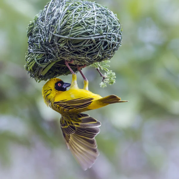 Southern Masked-Weaver nel parco nazionale di Kruger, Sud Africa — Foto Stock