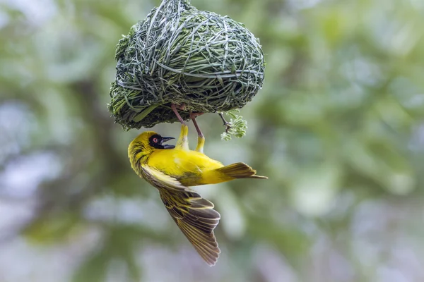 Southern Masked-Weaver nel parco nazionale di Kruger, Sud Africa — Foto Stock