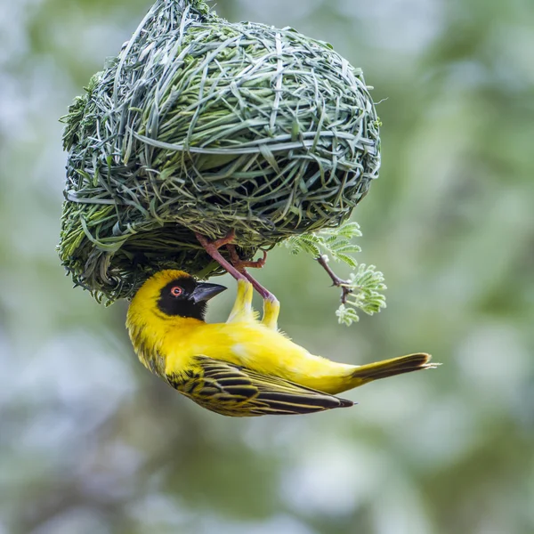 Southern Masked-Weaver nel parco nazionale di Kruger, Sud Africa — Foto Stock