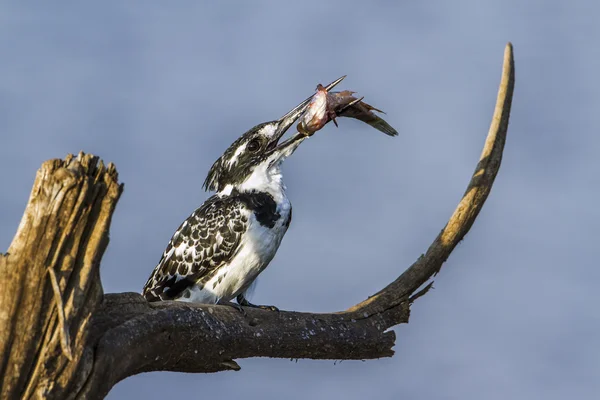얼룩 무늬 kingfisher 남아프리카 공화국 크루 거 국립 공원 — 스톡 사진