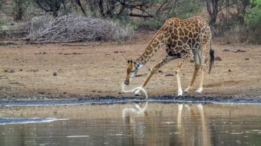 Kruger Ulusal Parkı 'nda zürafa, Güney Afrika