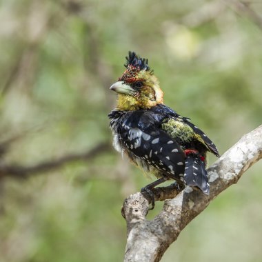 Tepeli kaniş Kruger National park, Güney Afrika
