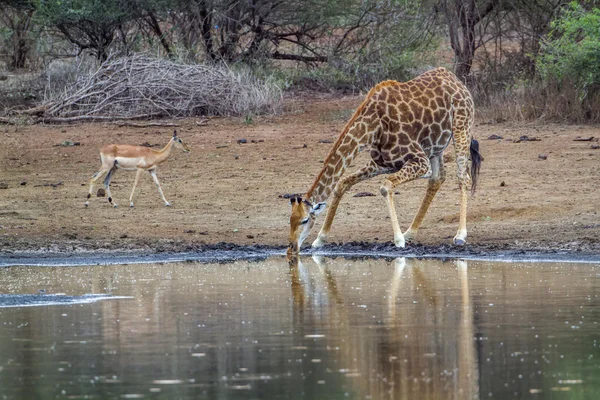 Kruger Ulusal Parkı 'nda zürafa, Güney Afrika