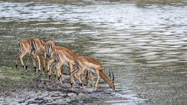 Impala Kruger Nemzeti park, Dél-afrikai Köztársaság — Stock Fotó